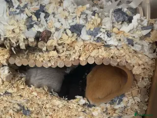 Gerbil rodents 3 male gerbils - 1 year and 2 months old in London - Advert 1