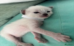 Ragdoll cats for sale: Ragdoll x Oriental kittens  - Image 5