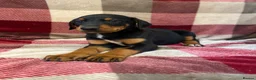 Mixed Breed dogs for sale: 🐾 STUNNING DOBERMAN × LURCHER PUPPIES 🐾 - Advert 10