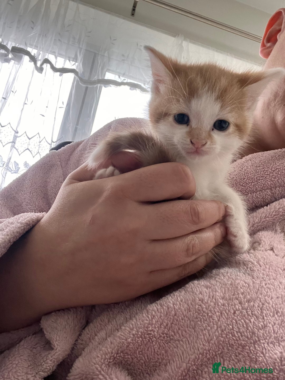 European cats for sale: Kittens available now taby ginger - Advert 12