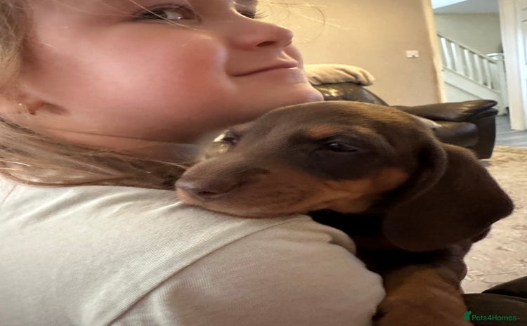 Miniature Dachshund dogs - Advert 3