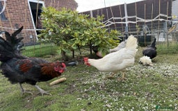 Chickens poultry for sale: 3 hens chickens and 1 cock  Roomster with house - Image 5