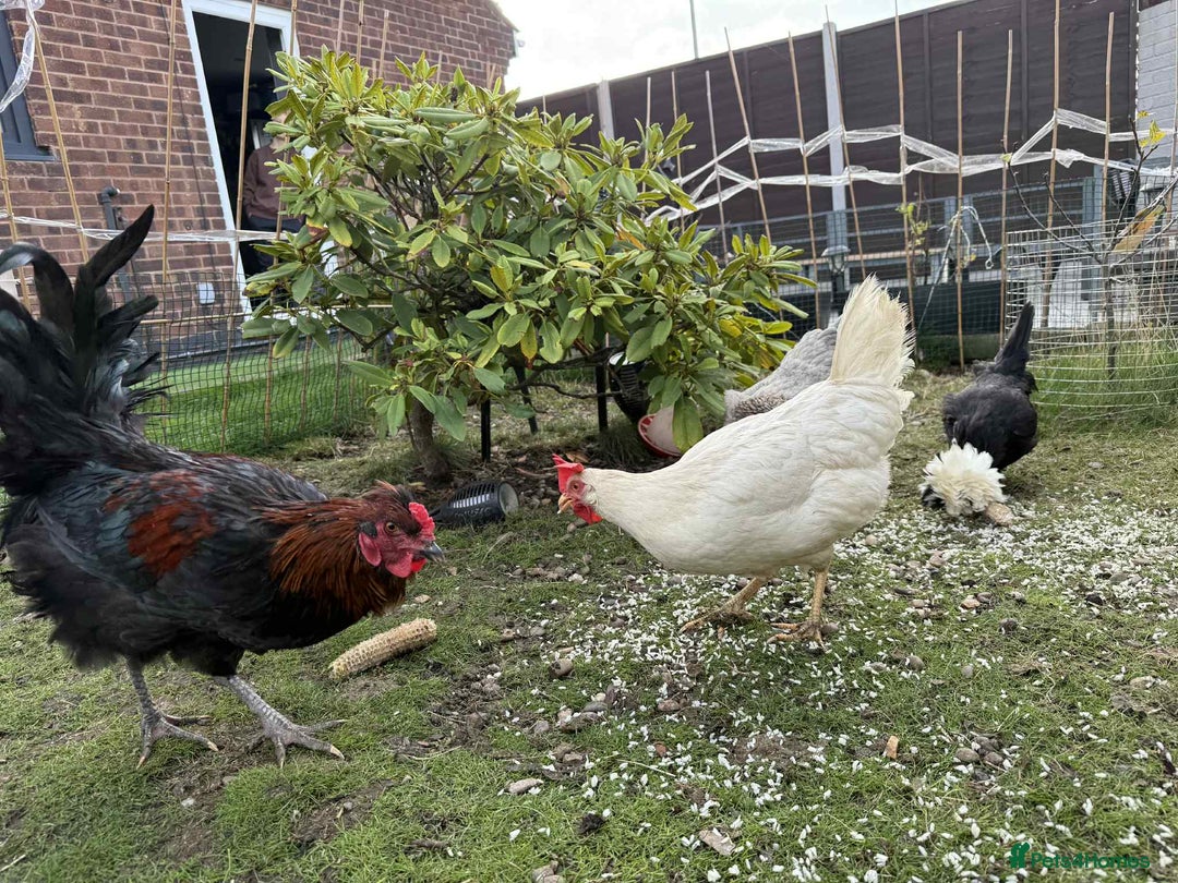 Chickens poultry for sale: 3 hens chickens and 1 cock  Roomster with house - Image 5