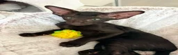 Oriental cats for sale: GCCF Registered Black Oriental Girl - Advert 8
