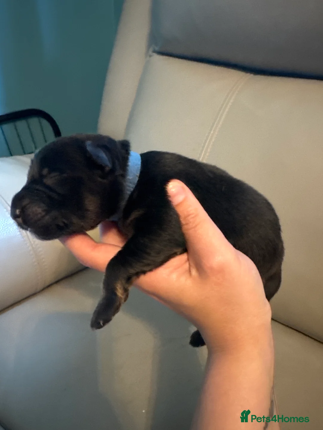 German Shepherd dogs for sale: 10 beautiful German shepherd puppies - Advert 39