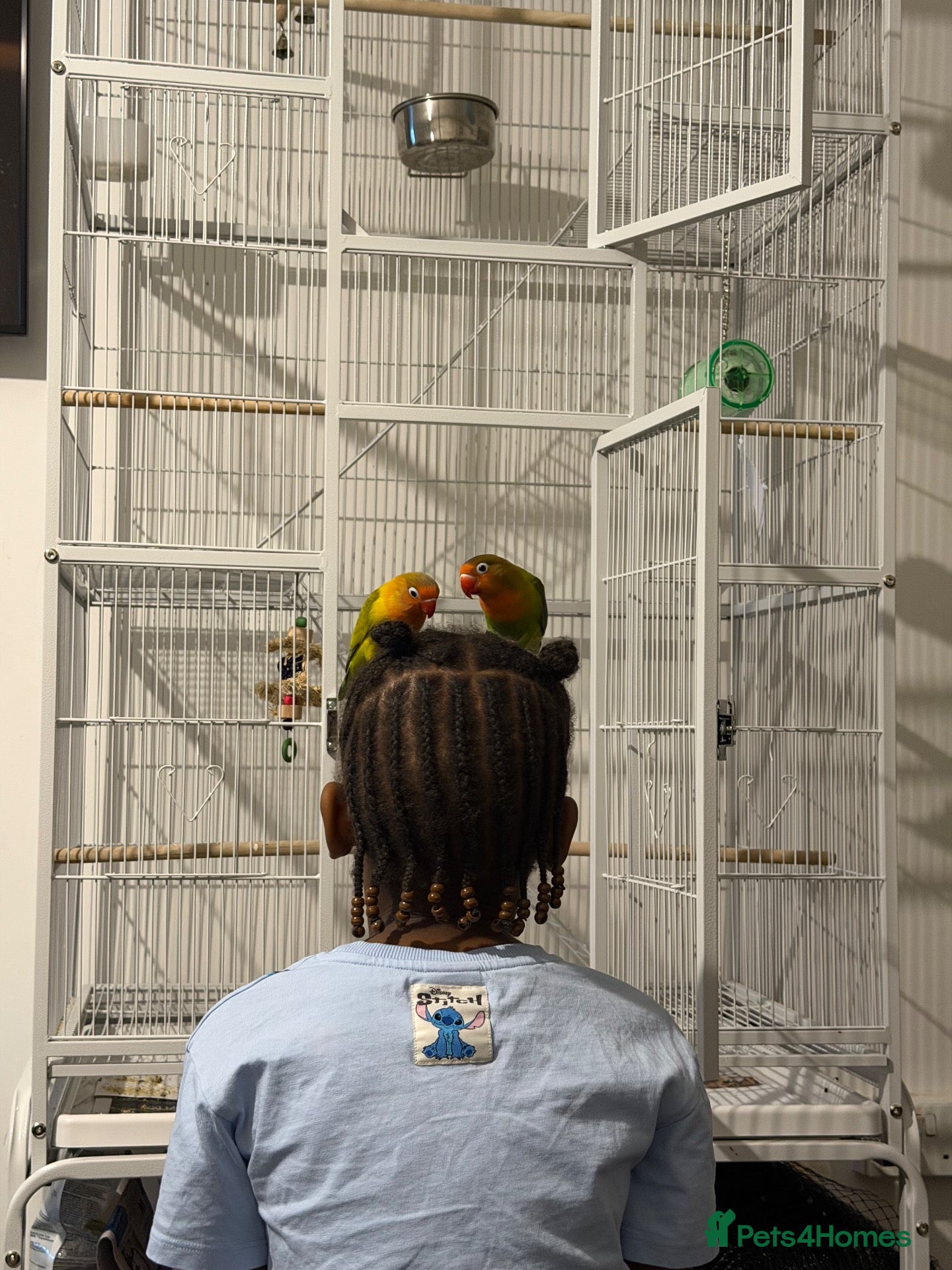 Lovebirds birds Two beautiful love birds for sale - Advert 2