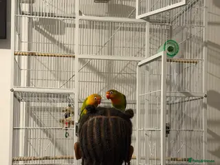 Lovebirds birds Two beautiful love birds for sale - Advert 2