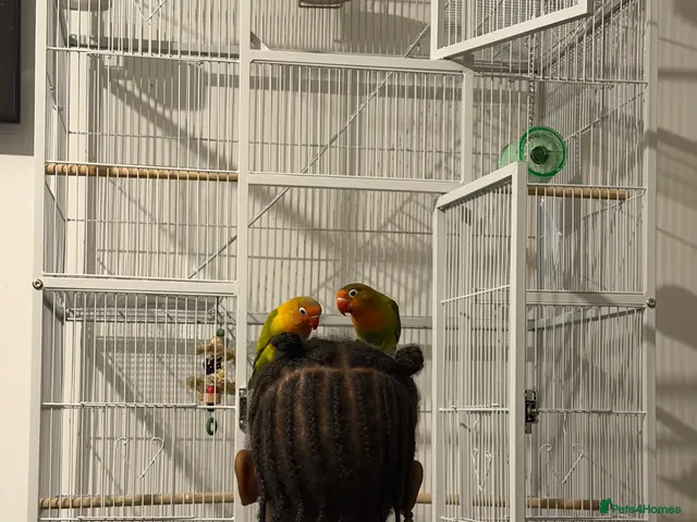 Lovebirds birds Two beautiful love birds for sale - Advert 2