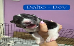 Mixed Breed dogs for sale: Siberian Husky cross Samoyed / Samusky - Image 11