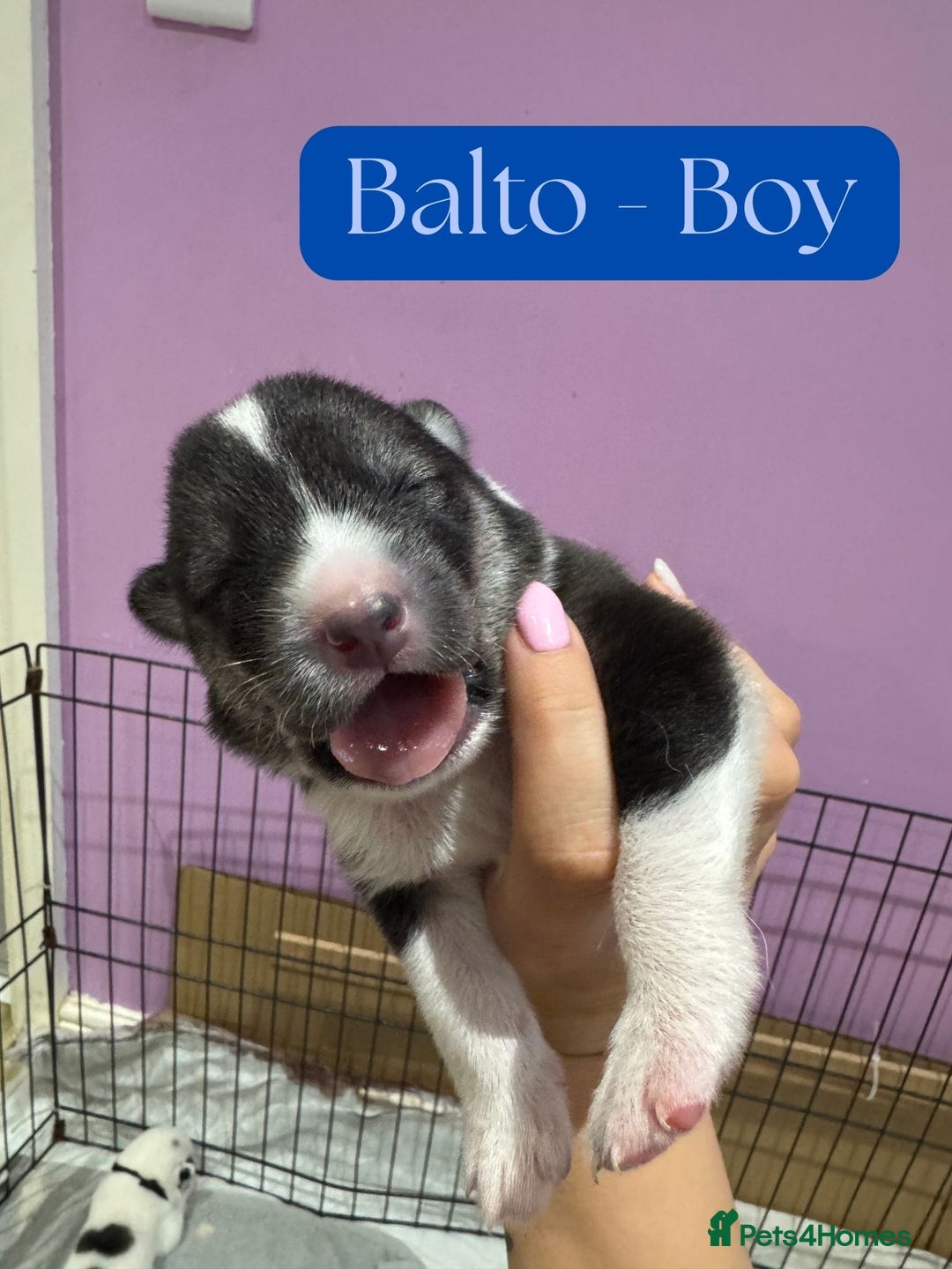 Mixed Breed dogs for sale: Siberian Husky cross Samoyed / Samusky - Image 11
