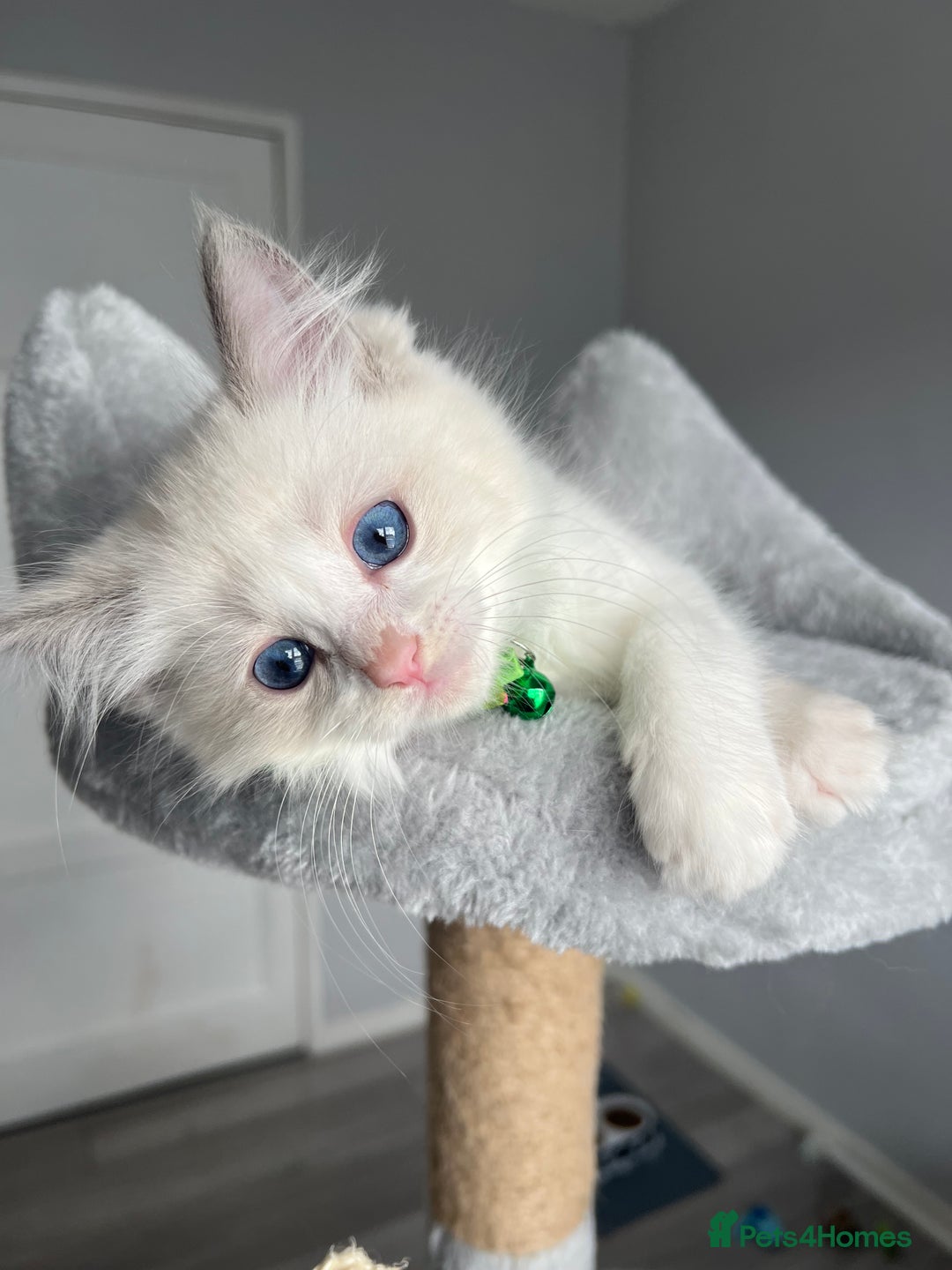 Ragdoll cats for sale: REGISTERED Ragdoll kittens HCM/PKD clear - Image 15