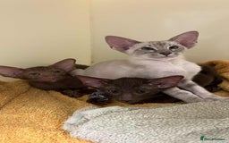 Siamese cats for sale: Super friendly boy seeking new slaves - Advert 3