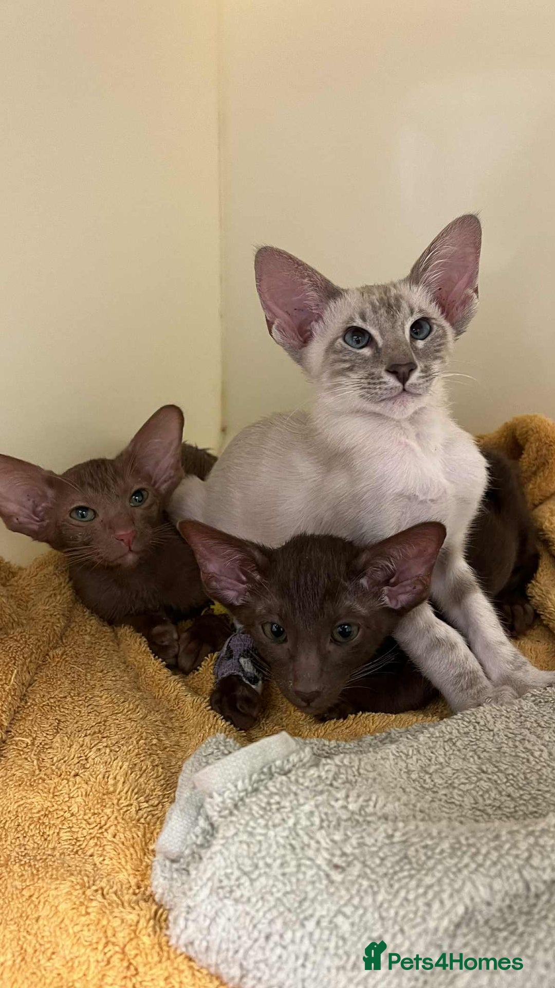 Siamese cats for sale: Super friendly boy seeking new slaves - Advert 3