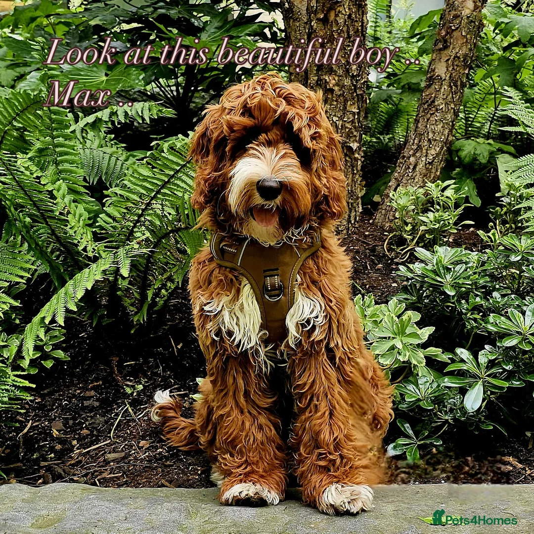 Goldendoodle dogs for sale: WAITING LIST- Australian Labradoodle RED&White TUX - Advert 14
