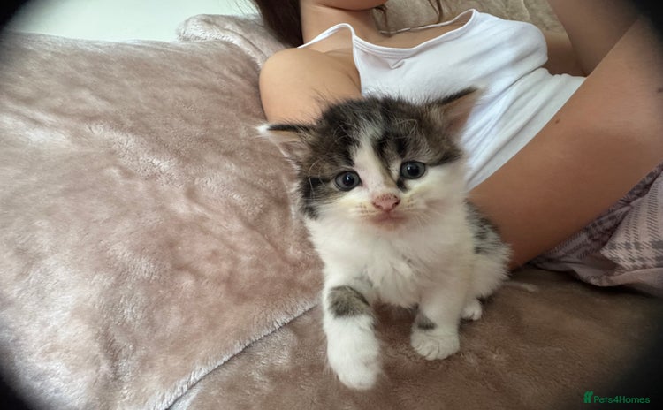 Domestic Shorthair cats - Advert 17