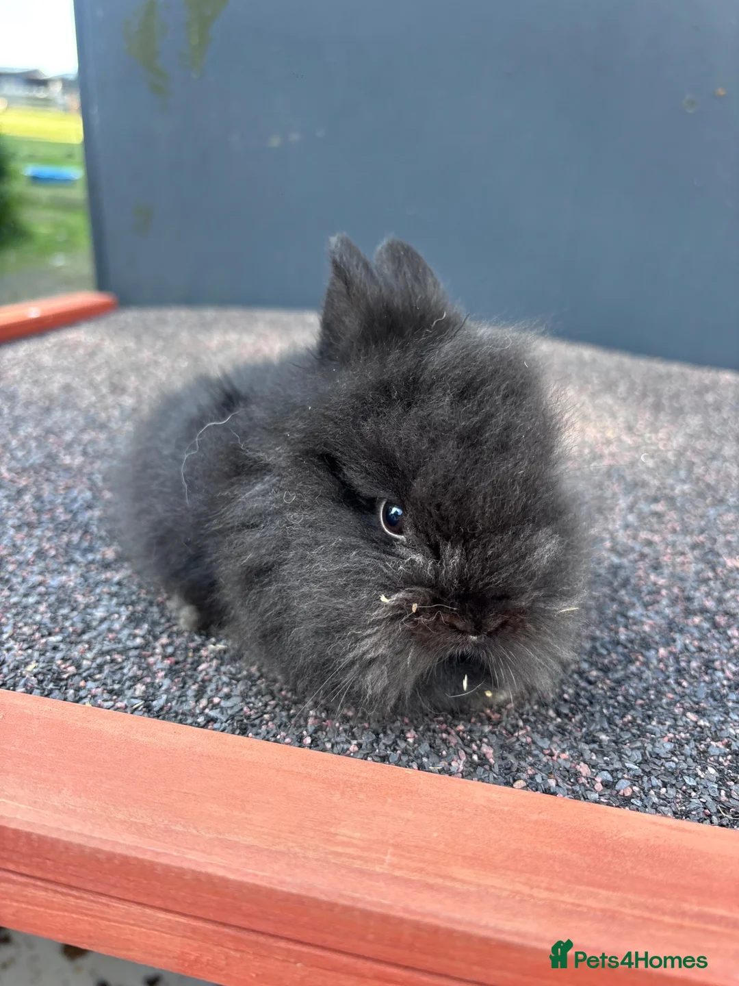 Lionhead rabbits for sale: **READY NOW** one male lion head bunny left  - Advert 2