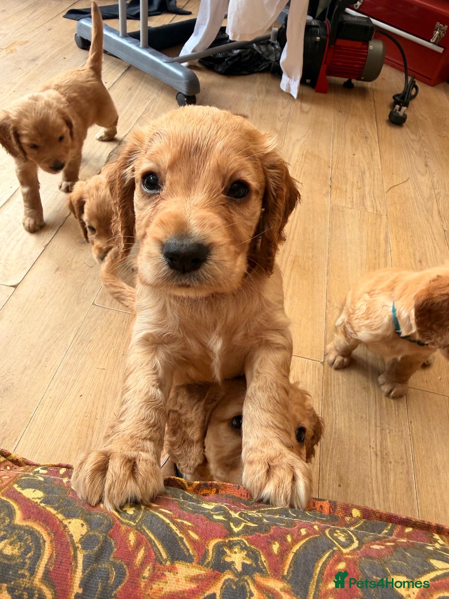 Cocker Spaniel dogs **ONE pup left* collection 28th July.  - Advert 11