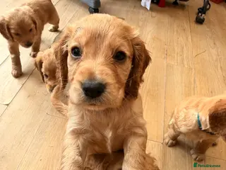 Cocker Spaniel dogs **ONE pup left* collection 28th July. - Advert 11