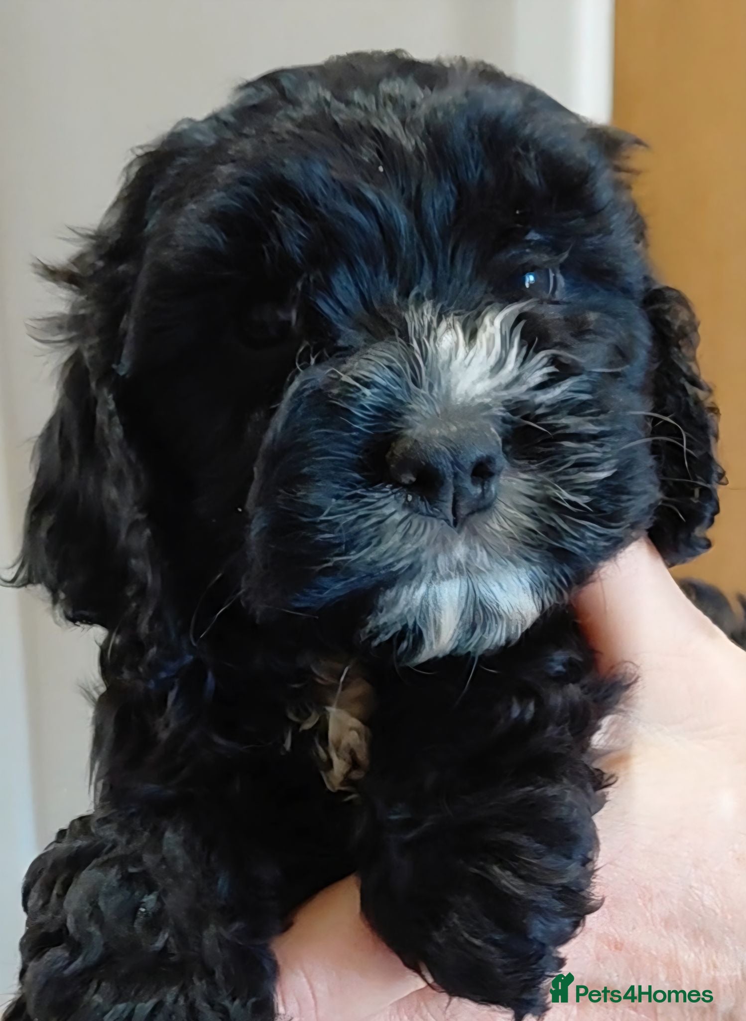Cockapoo dogs Stunning Cockapoo from licensed home - Advert 18