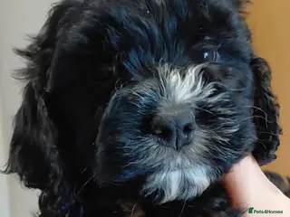 Cockapoo dogs Stunning Cockapoo from licensed home - Advert 18