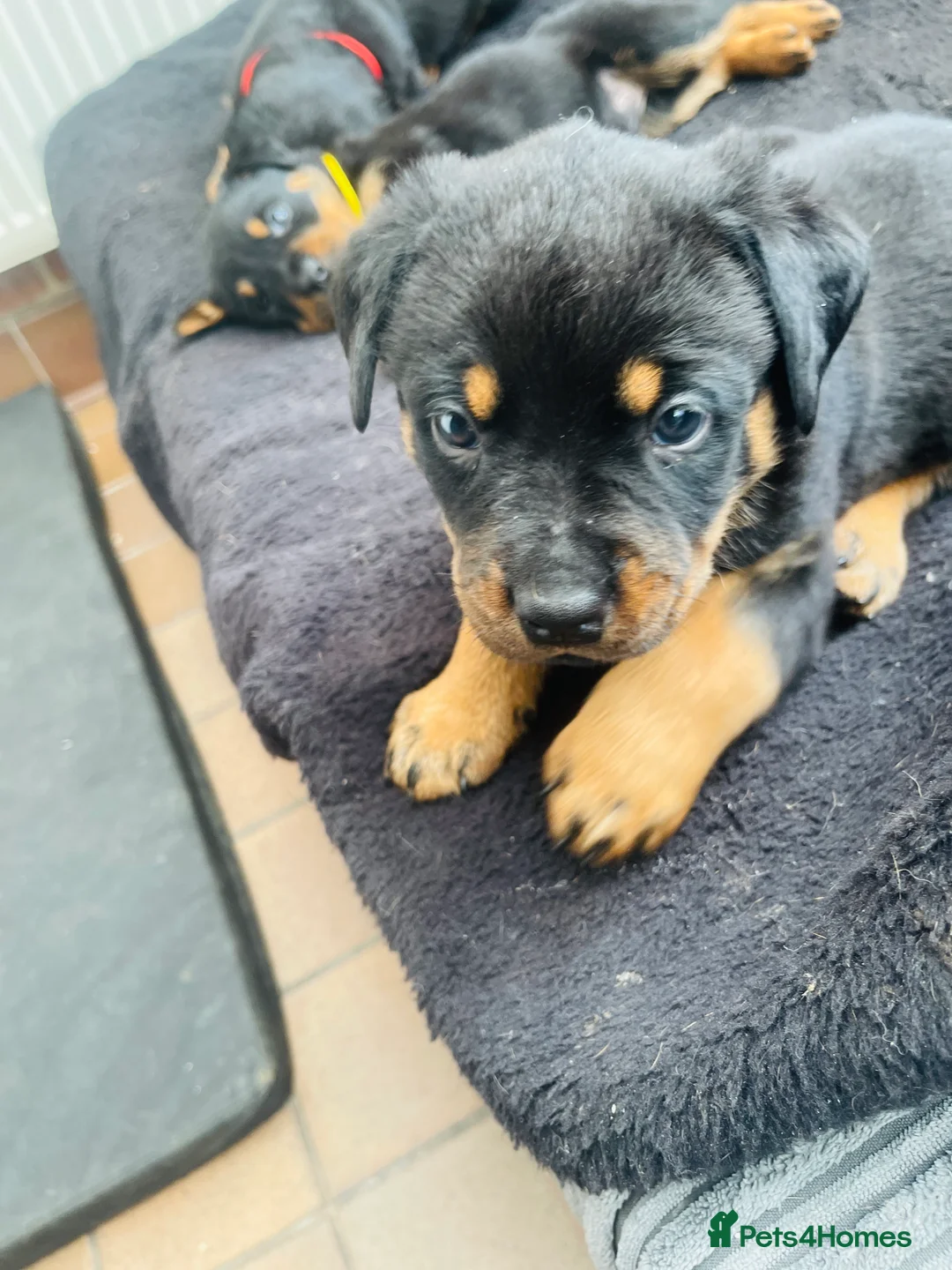Rottweiler dogs for sale: Mr &miss - Advert 2