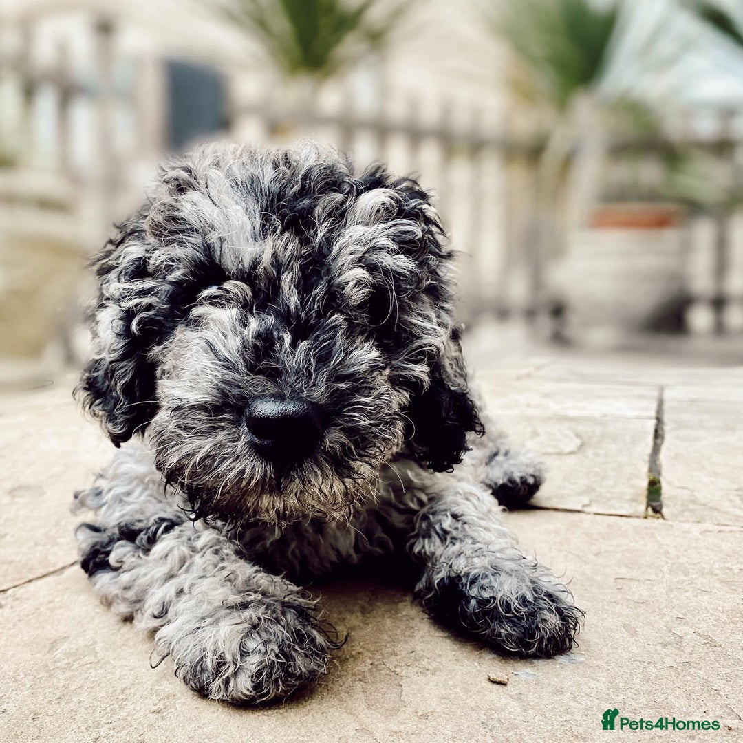 Goldendoodle dogs for sale: Multigenerational Doodles - Advert 26