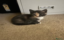 British Shorthair cats for sale: kittens for sale - Image 6