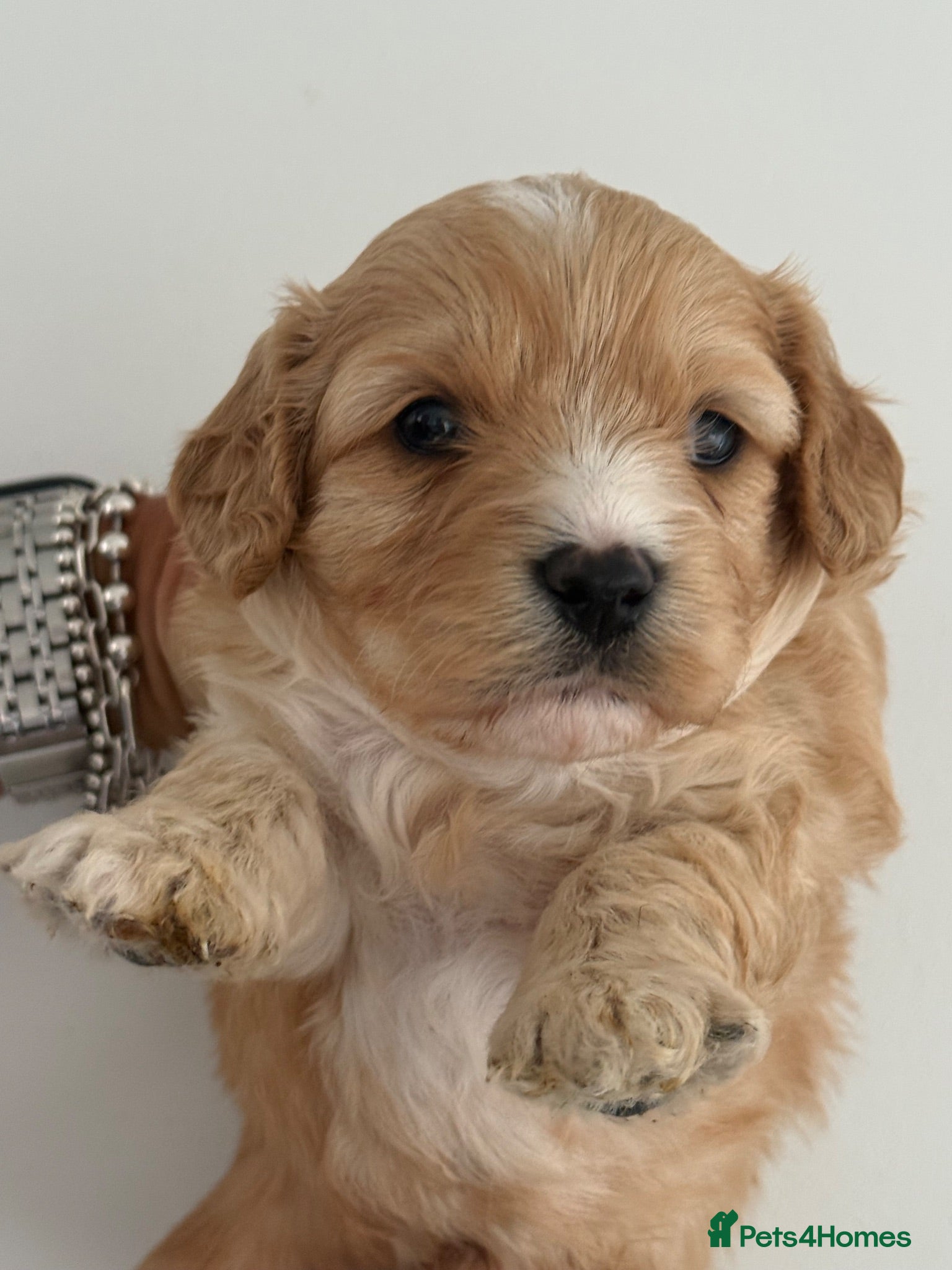 Cavachon dogs Gorgeous Boy Cavachon  - Advert 2