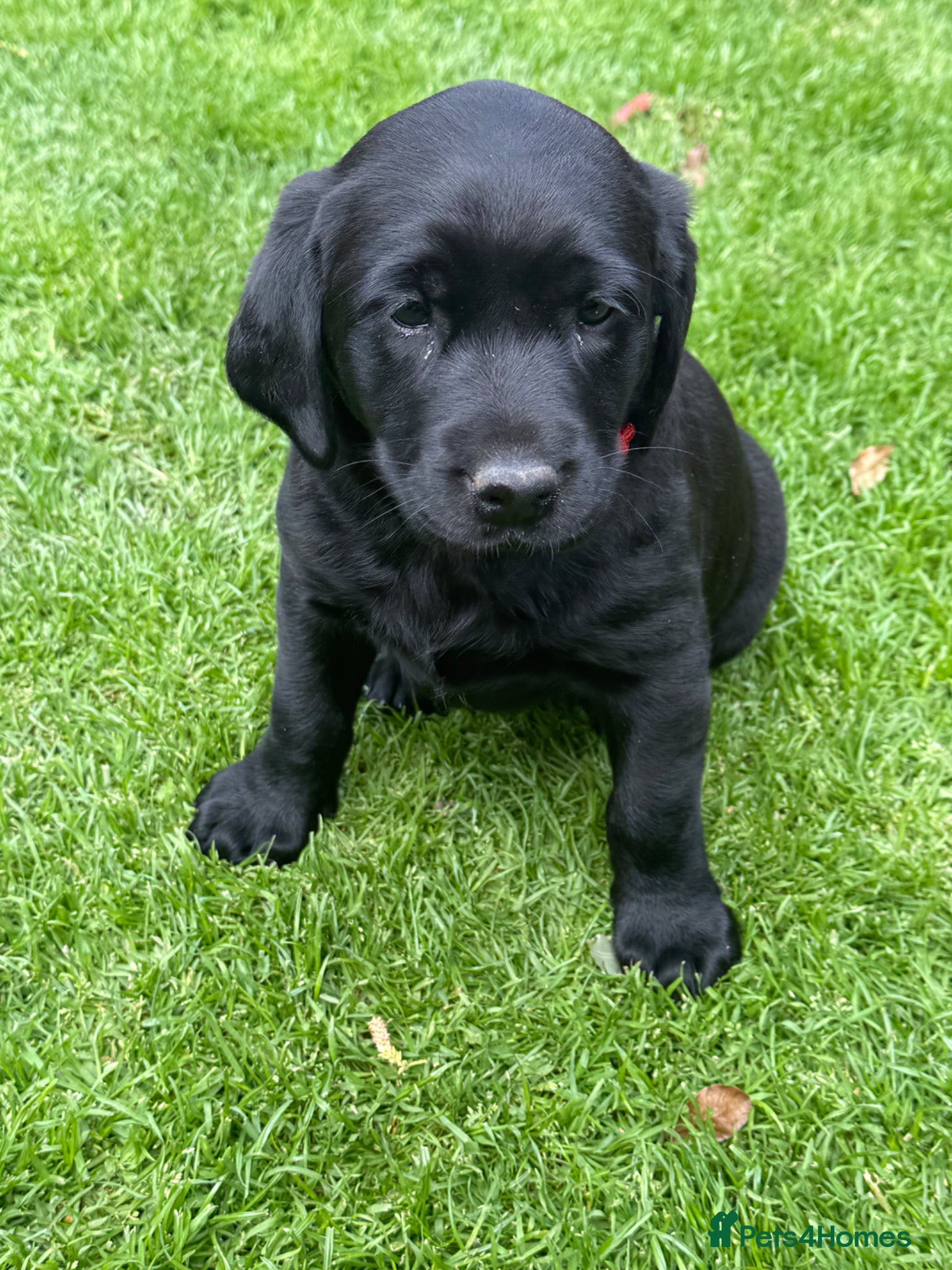 Labrador Retriever dogs for sale: KC Registered Black Labrador bitch  - Advert 5