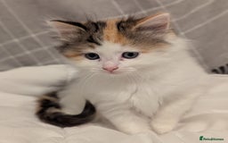 Maine Coon cats for sale: Maine Coon x Ragdoll kittens - Advert 17