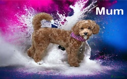 Cavapoochon dogs for sale: F1b Cavapoochon  - Image 39
