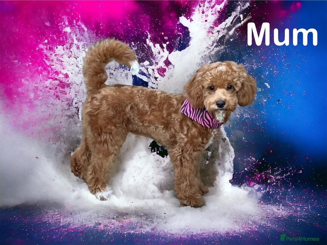 Cavapoochon dogs for sale: F1b Cavapoochon  - Image 39