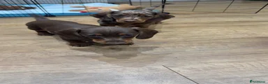 Miniature Dachshund brown and tan girl 