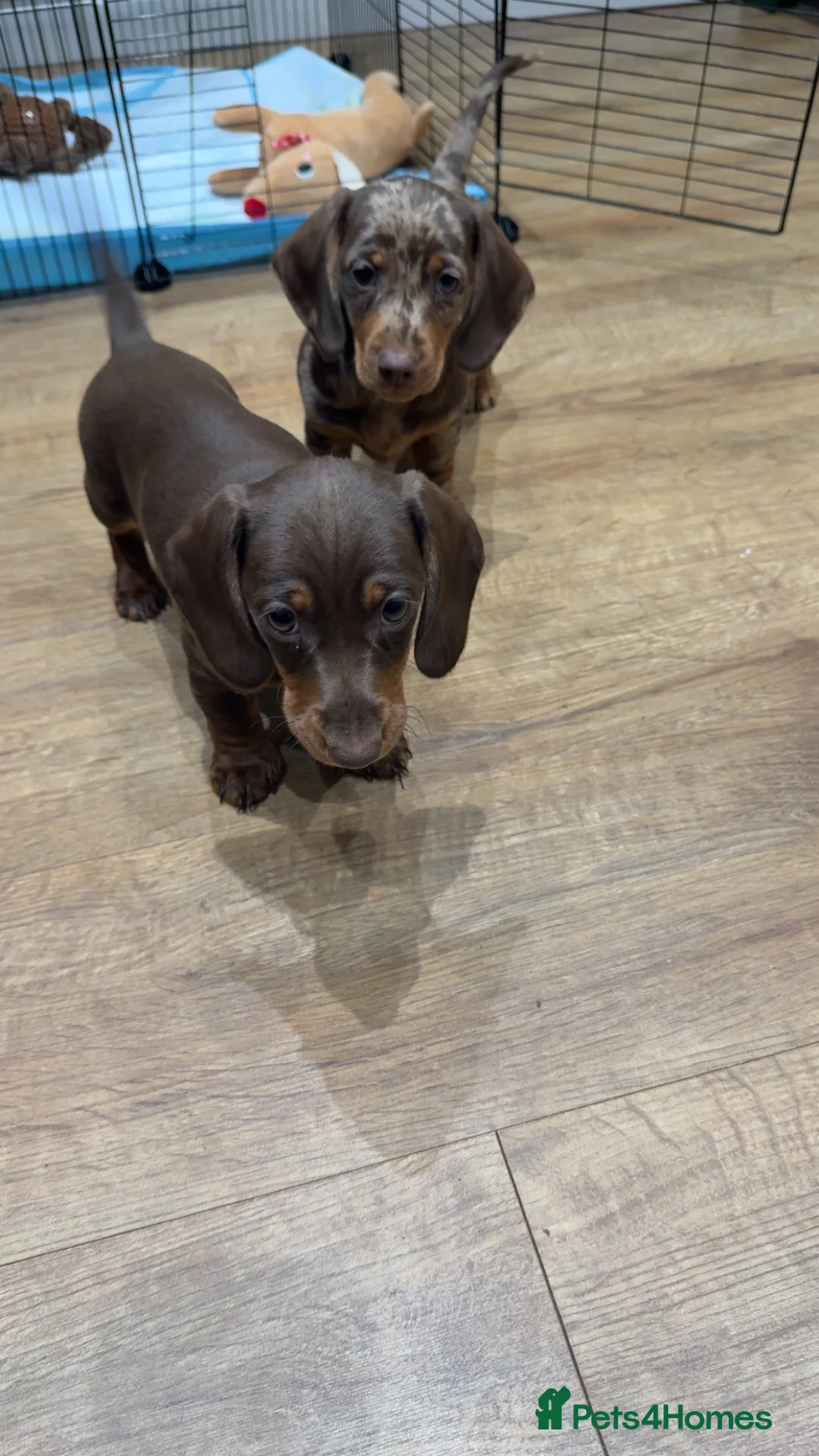 Miniature Dachshund dogs for sale: Ready now miniature dachshunds - Advert 1