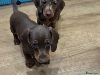 Miniature Dachshund dogs Ready now miniature dachshunds - Advert 12