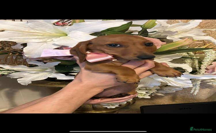 Miniature Dachshund dogs in Coventry - Advert 7