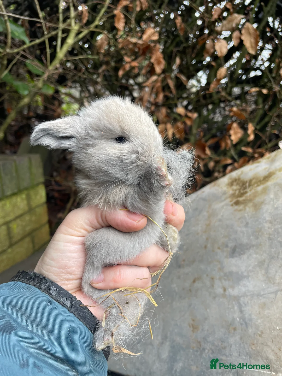 Mini Lop rabbits for sale: Mini Lop Baby Bunnies  - Advert 14