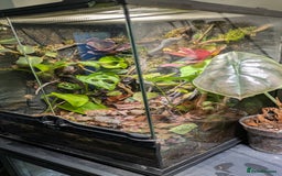 Frog reptiles for sale: 2 dendrobates tinctorius dart frogs for sale  - Image 2
