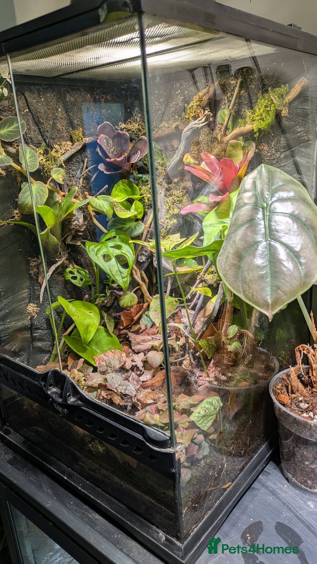 Frog reptiles for sale: 2 dendrobates tinctorius dart frogs for sale  - Image 2