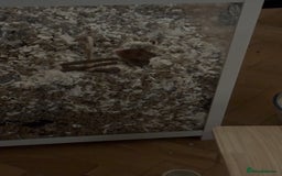 Hamster rodents for sale: Syrian Hamster  - Image 6