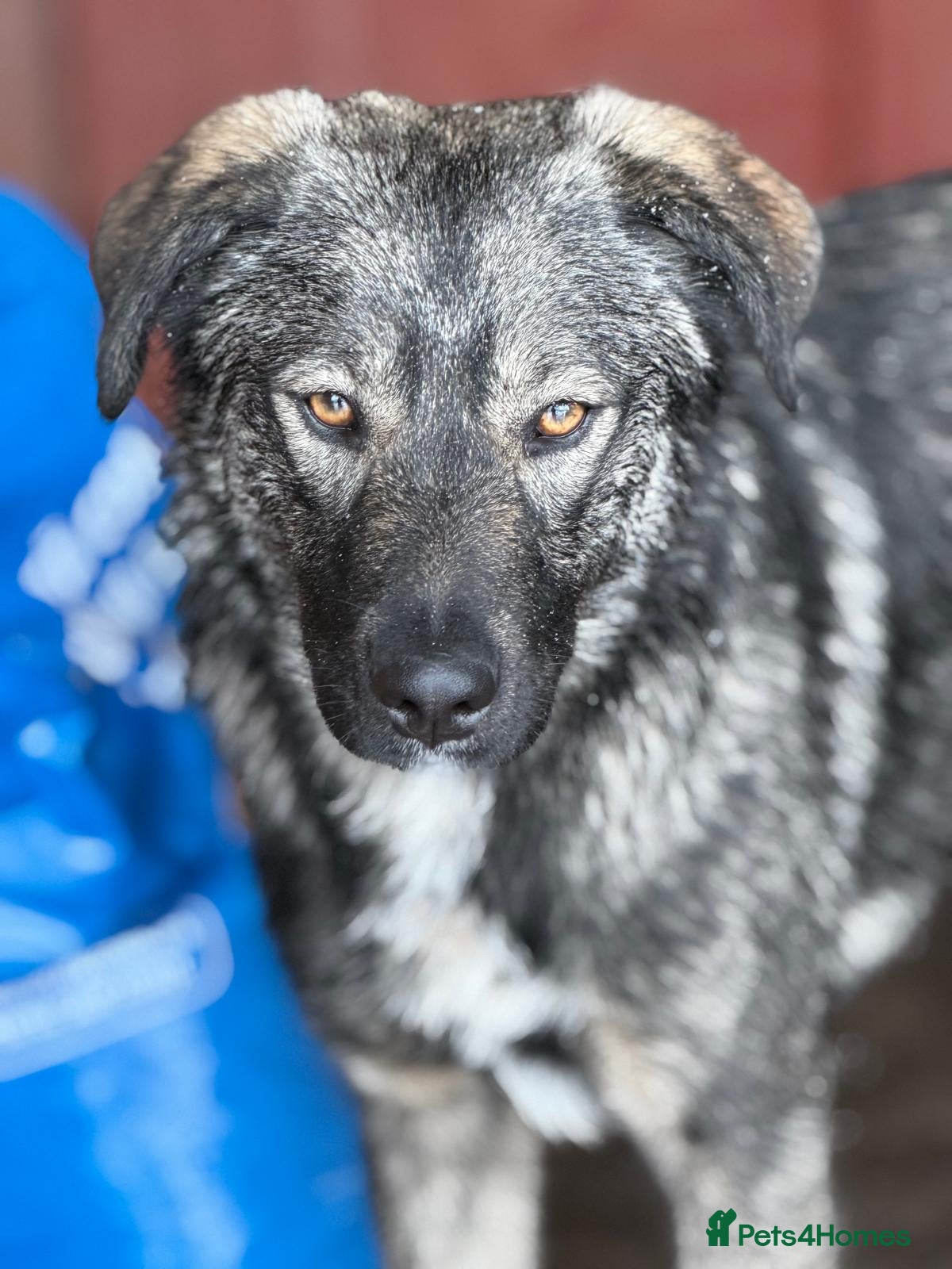 Mixed Breed dogs 🐾🖤MIA – A Quietly Brave Girl With Golden Eyes 🐾 - Advert 11