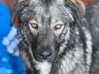 Mixed Breed dogs 🐾🖤MIA – A Quietly Brave Girl With Golden Eyes 🐾 - Advert 11