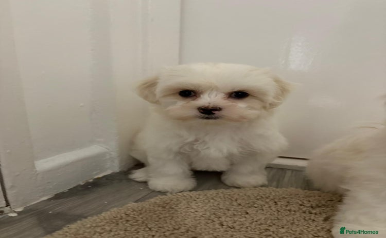 Maltipoo dogs - Advert 1