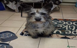 Mixed Breed dogs for adoption: Special Sissy needs her home! - Image 2