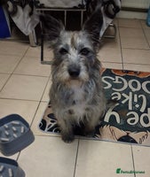 Mixed Breed dogs Special Sissy needs her home! - Advert 4