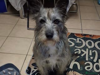 Mixed Breed dogs Special Sissy needs her home! - Advert 5