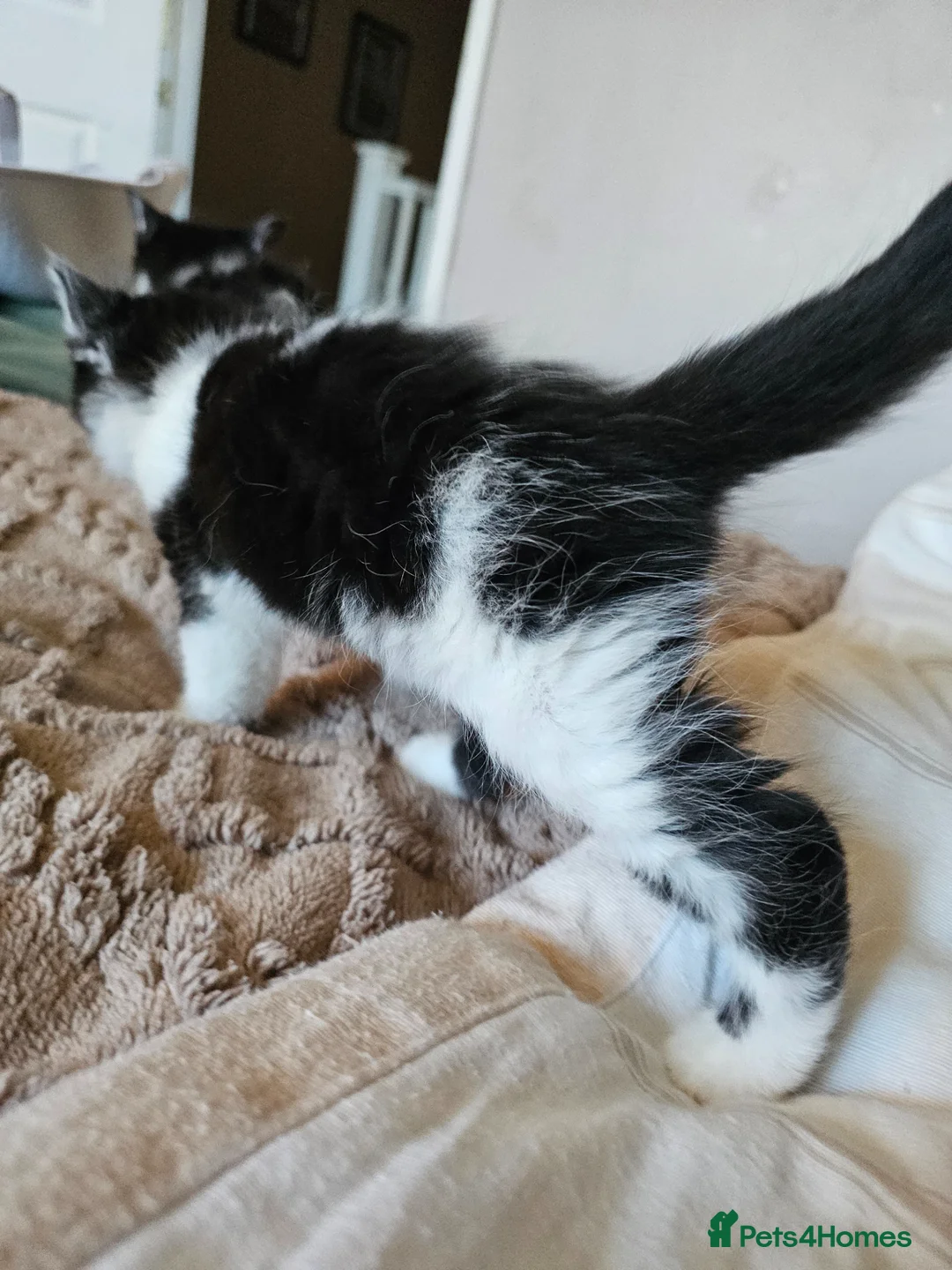 Mixed Breed cats for sale: Beautiful Healthy Kittens 🐱❤️   - Advert 2