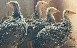 Turkeys poultry for sale: Turkey poults for sale - Image 1