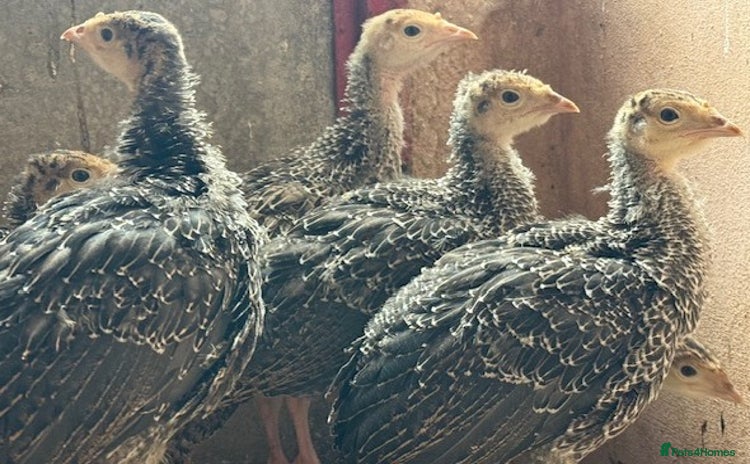 Turkeys poultry - Advert 1
