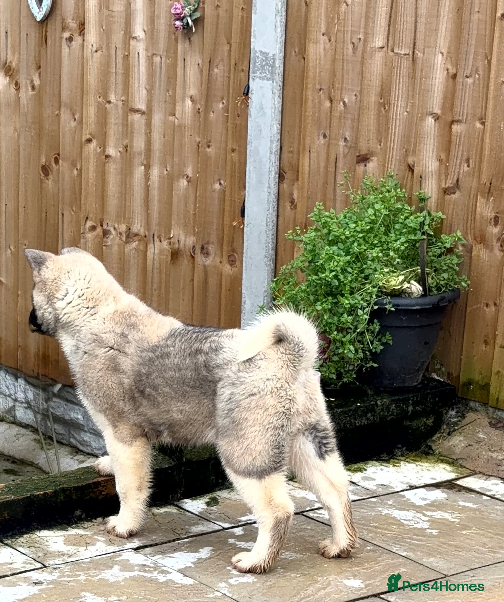 Akita dogs Akita Pups.  - Advert 6